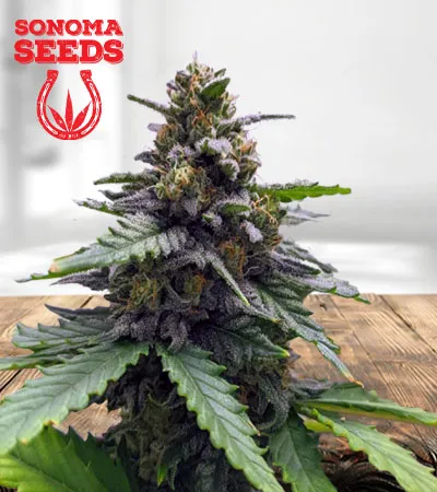 Amnesia Haze Autoflowering