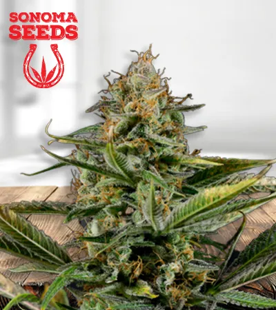 Amnesia Kush Autoflowering