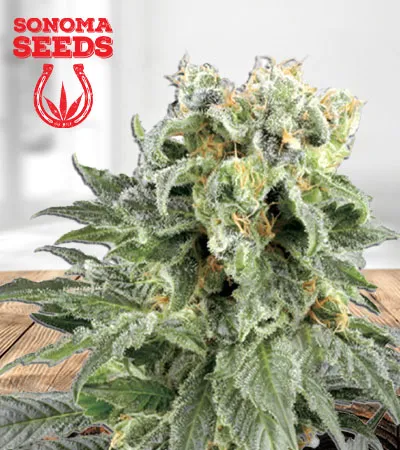 Angel OG Autoflowering