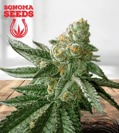 Animal Cookies Autoflowering
