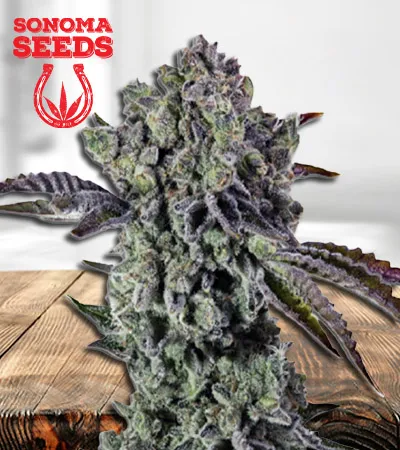 animal-mint-autoflowering-image