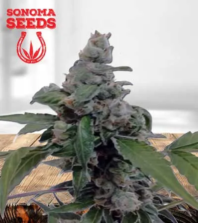Aurora Autoflowering
