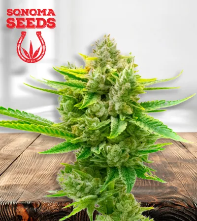 Auto CBD Critical Mass