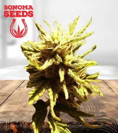 Auto CBD Green Maverick