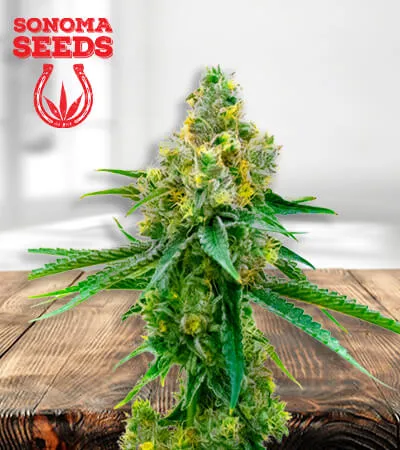 Auto CBD Harlequin