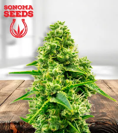 Auto CBD Jack Herer