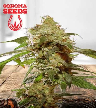 Auto CBDV Afghani