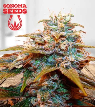 Auto CBDV Indica