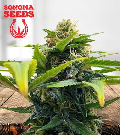 Auto Solomatic CBD