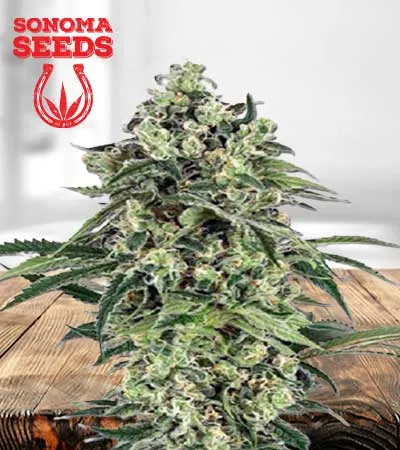 Banana Autoflowering