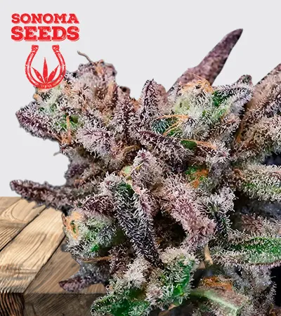 banana-cream-sundae-image