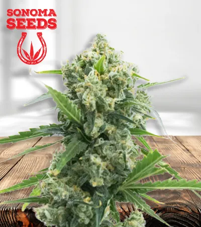 banana-kush-autoflowering-image