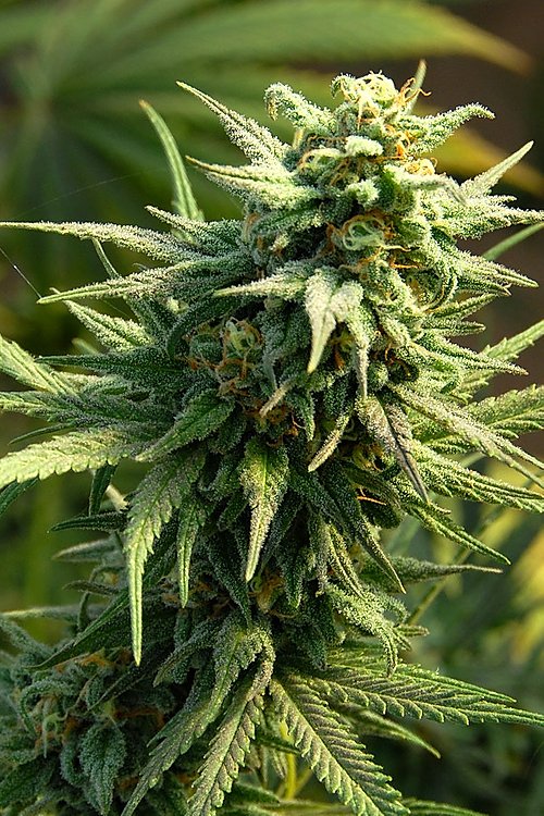 buzz-'n'-smiles-super-lemon-haze-image