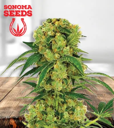 big-bud-fast-version-image