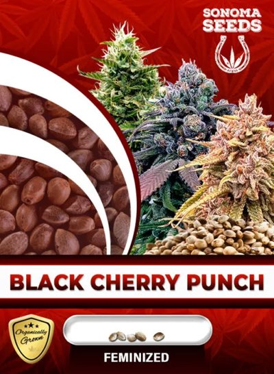 Black Cherry Punch