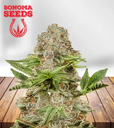Black Diamond Autoflowering