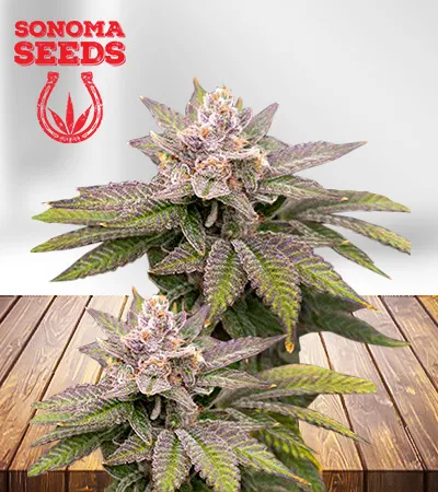 Black Diamond CBD