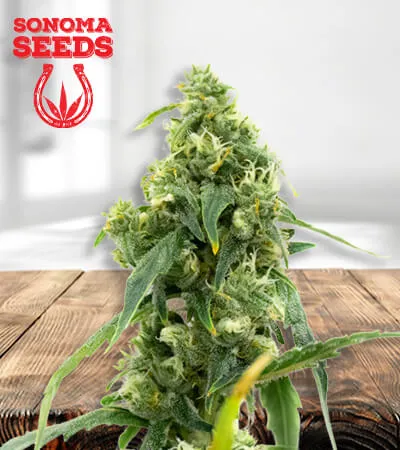 Black Diesel CBD