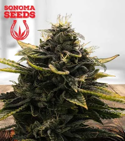black-widow-autoflowering-image