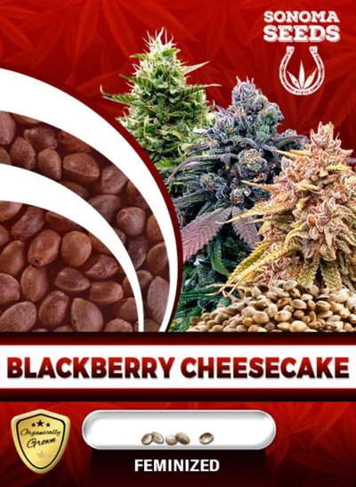 Blackberry Cheesecake