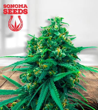 blue-cheese-autoflowering-image