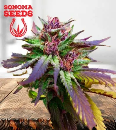blue-diesel-regular-image