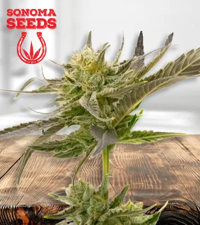 blue-fruit-autoflowering-image