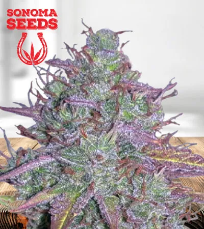 blue-mystic-autoflowering-image