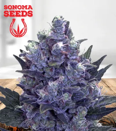 Blue Pyramid Autoflowering