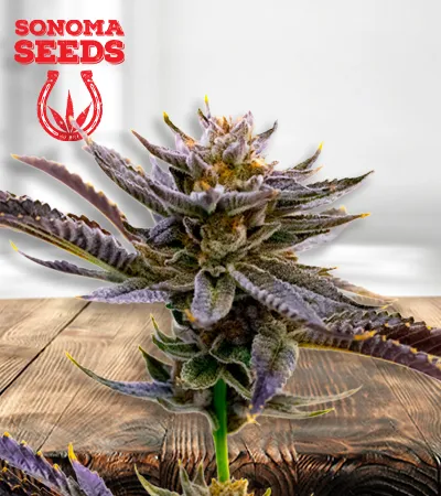 Blueberry Autoflowering