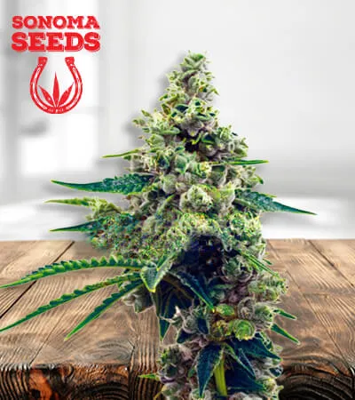 blueberry-cbd-image