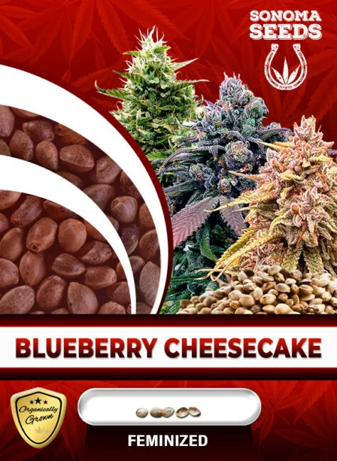 blueberry-cheesecake-image