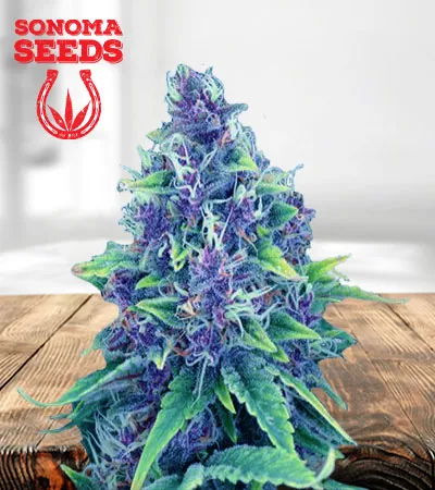 Blueberry Diesel Autoflowering