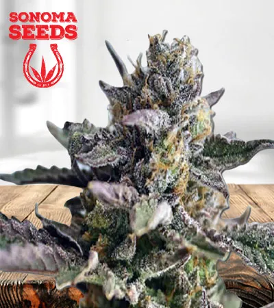Blueberry Yum Yum Autoflowering