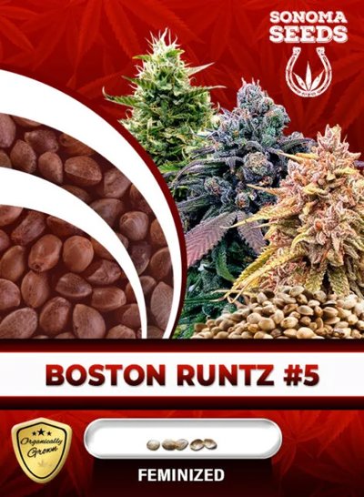 Boston Runtz #5