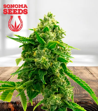 Bruce Banner Autoflowering