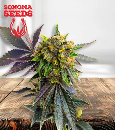 Bubba Kush Autoflowering