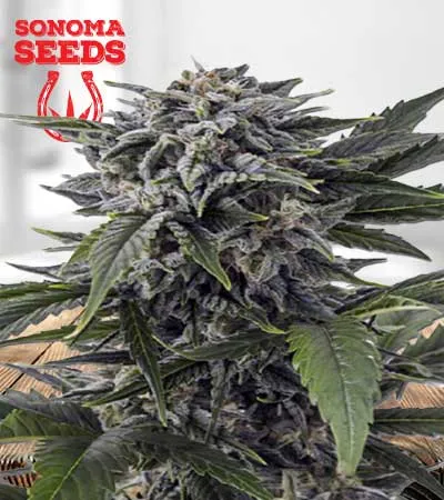 Bubba White Autoflowering