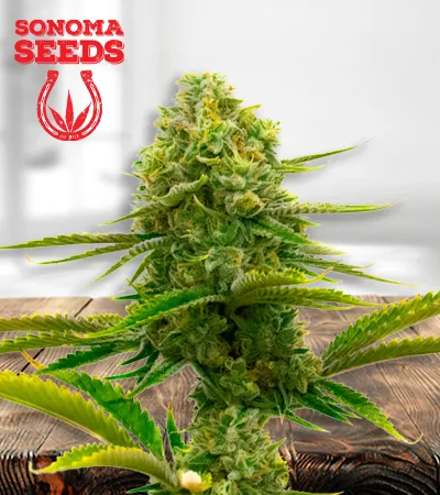 Bubblegum Autoflowering