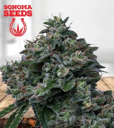 Butter OG Autoflowering