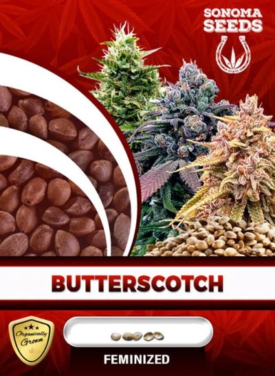 Butterscotch