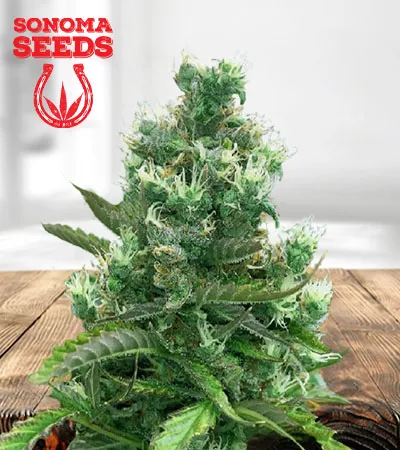Cafe Racer Autoflowering