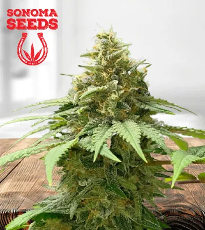 California Orange Autoflowering