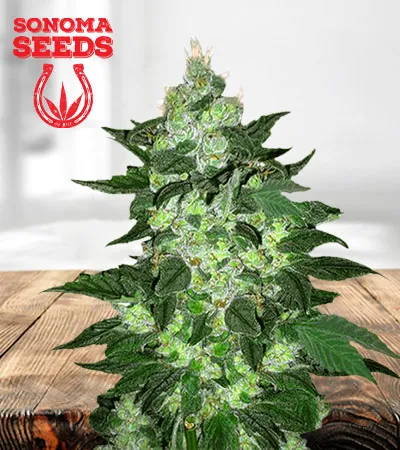 Candy Cane Autoflowering