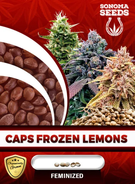 caps-frozen-lemons-image