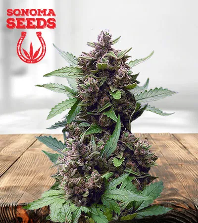 CB Autoflower Cheese