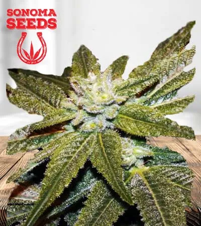 cbd-elixir-regular-image