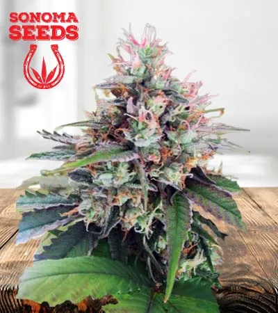 CBD God Regular