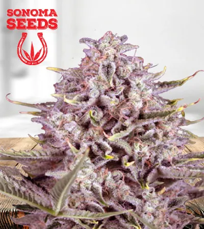 CBD Gorilla Fast Flower