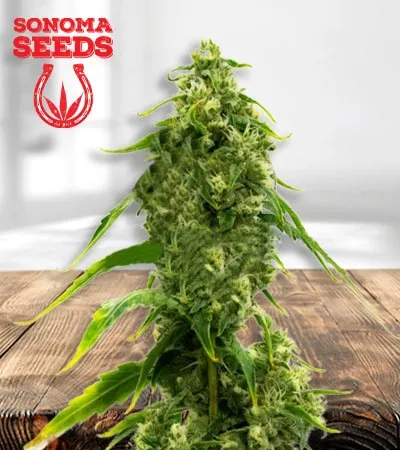 CBD Harlequin Kimbo Kush Fast Version